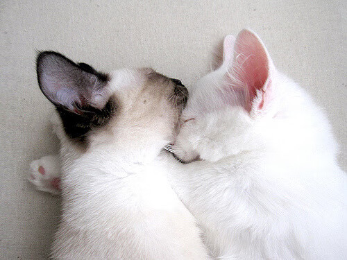 冷雨夜的关键先生，奥亚尔萨瓦尔双响，韩国在鏖战中击退顽强新西兰
