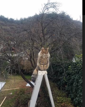 风暴眼迪亚斯！曼联窒息式围攻，拉齐奥在梦剧场迷航