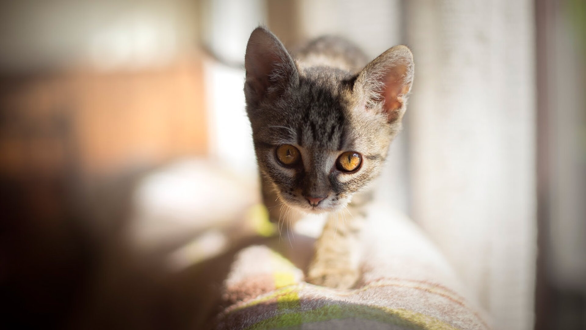 温格预言成真？神秘加拿大队阿劳霍亲手将枪手踢出地球村