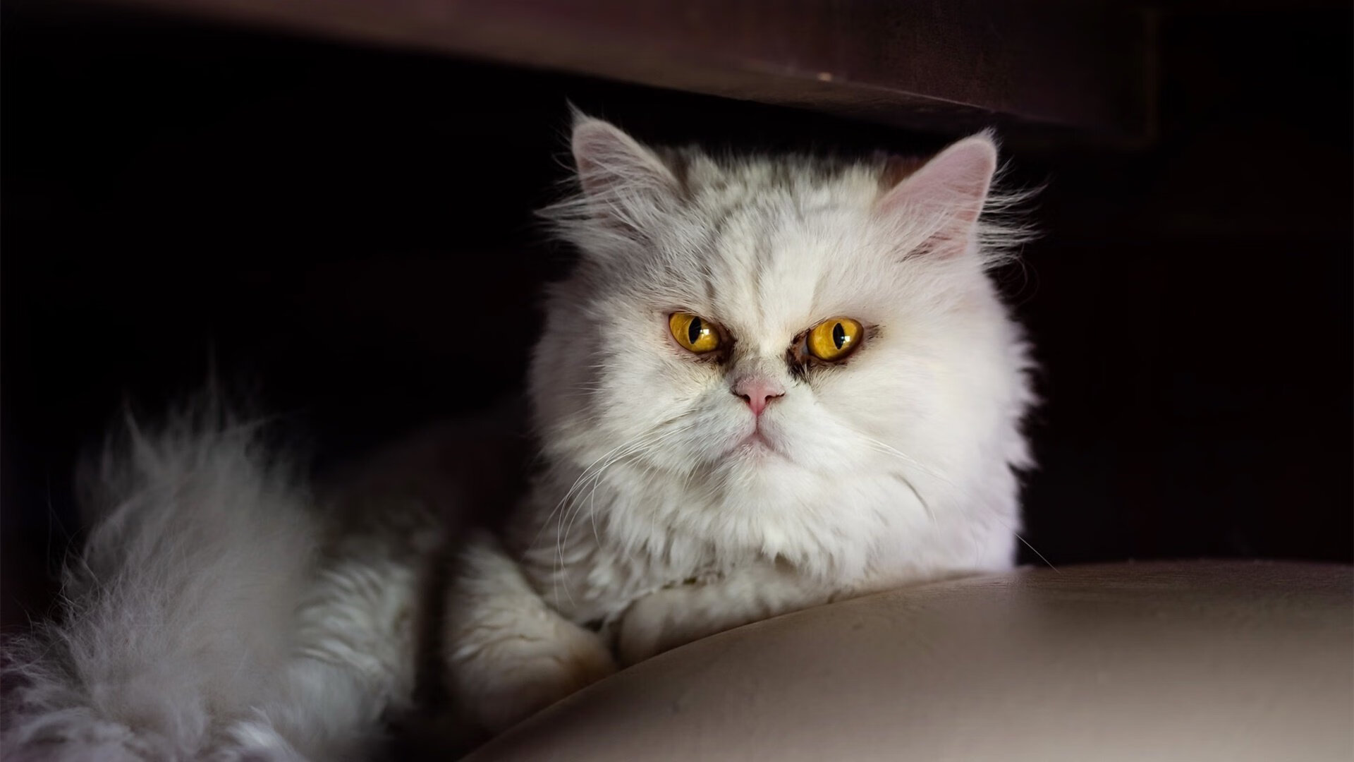 铁壁南粤锁丹佛，天神降世定乾坤，文班亚马东决G7狂揽40+20封神