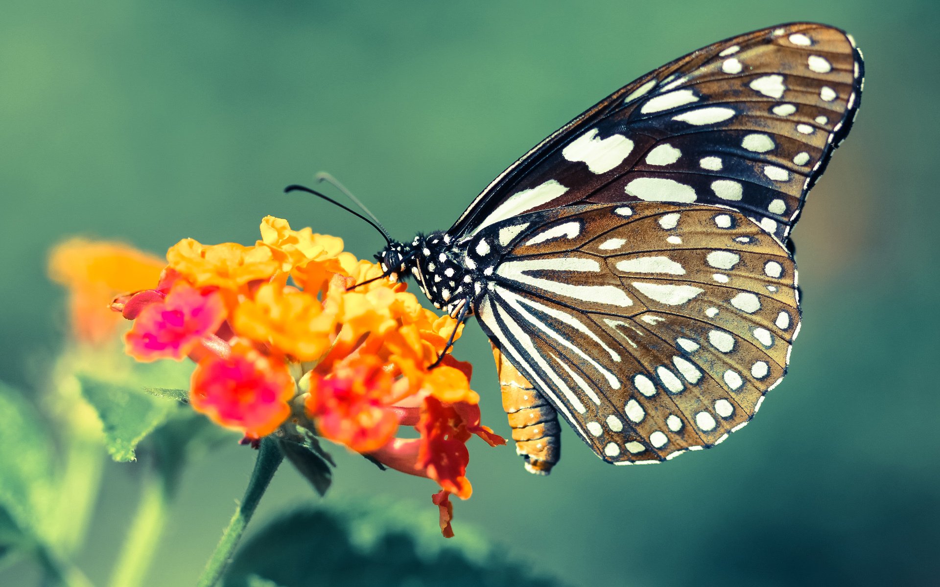 突破独狼叙事,米切尔的焦点之战与篮球哲学的再辩