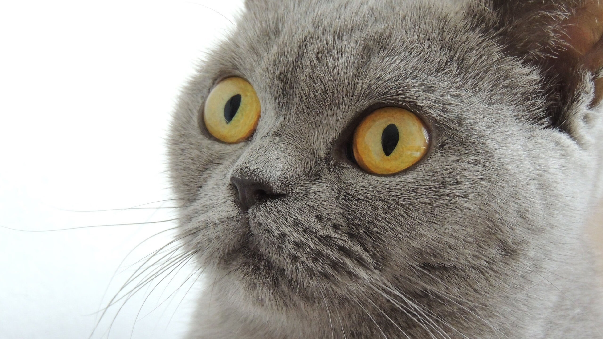 切特·霍姆格伦，当所有人都在追逐三分浪潮，他成了步行者的定海神针