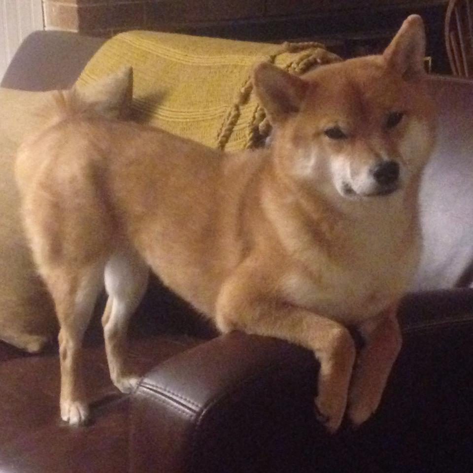 美加墨世界杯焦点战，魔术绝杀步行者的跨界启示