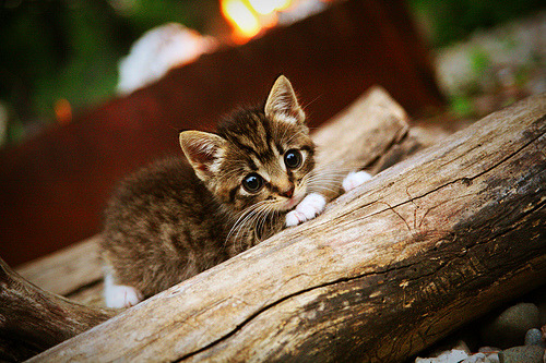 瑞士军刀的精密手术,2026世界杯焦点战,团队纪律如何绞杀克罗地亚黄金一代