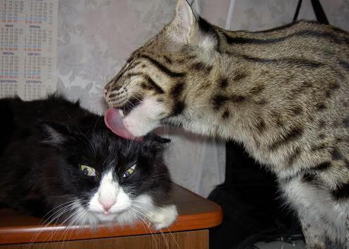 孤注一掷的诺坎普之夜，金玟哉铁血爆发，马竞终结尼斯黑马神话