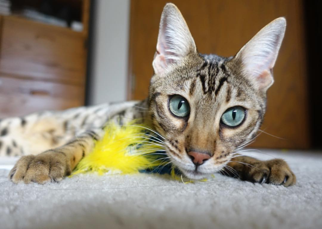 南半球飓风席卷永恒之城,奥利维耶终场绝杀铸就经典